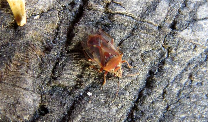 Lygaeidae:  Kleidocerys resedae